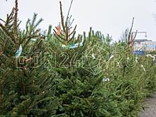 Уже пора: в Ростовскую область отправили первую партию новогодних елок