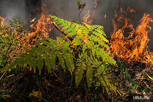 Эколог Рыбальченко напомнил об ответственности местных властей за лесные пожары
