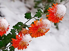 Как ижевчанам подготовить дачные растения к холодам?