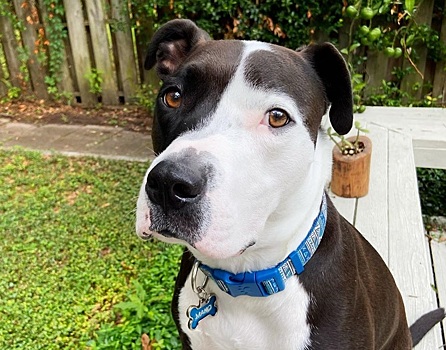 Вообразивший себя кошкой питбуль стал звездой соцсетей после прыжков по шкафам и столам