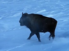 Зубр попал на видео в заснеженных горах Кавказского заповедника