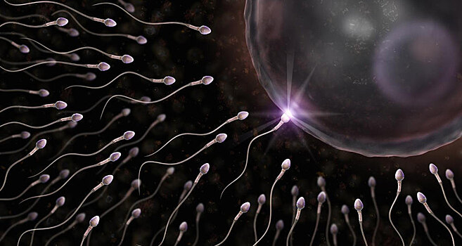 Ученые выяснили, что сперматозоиды могут жить не менее 500 лет