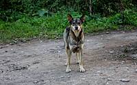 В российском регионе захотели отправлять бездомных собак в зону СВО