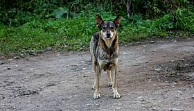 В российском регионе захотели отправлять бездомных собак в зону СВО