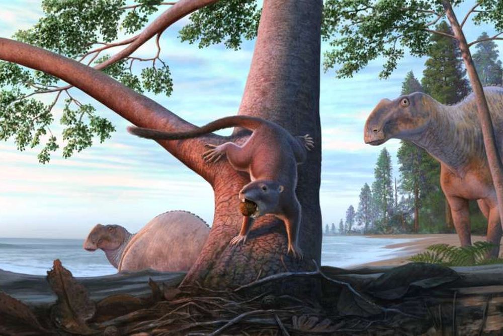 Древний "хомяк" поразил палеонтологов способностью к выживанию