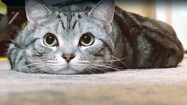 Nissan напомнил водителям о кошках под капотом