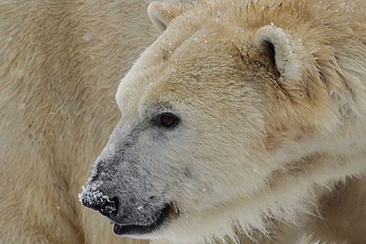 Белый медведь впервые в истории ушел на тысячи километров вглубь материка