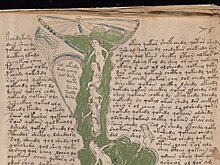 Расшифровано начало манускрипта Войнича