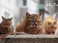 Должность омбудсмена животных предложили ввести в России