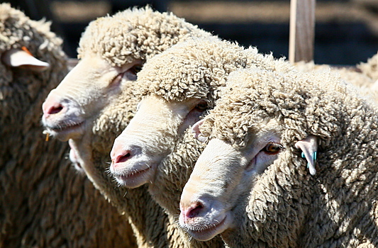 Уралец отсудил 100 тысяч у хозяина стада овец, в которое он врезался на Mitsubishi