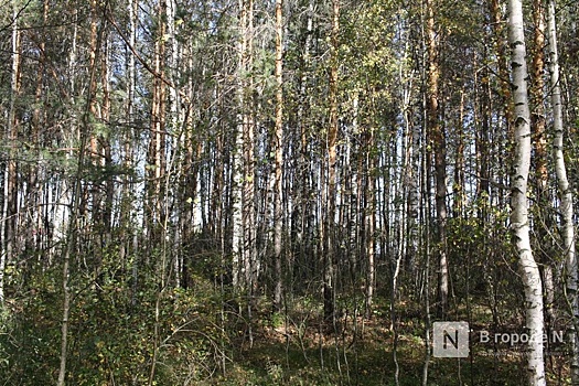 Площадь дистанционного мониторинга нижегородских лесов увеличена в три раза
