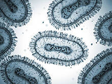 В новосибирских селах ввели карантин по бешенству