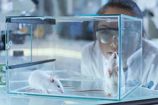 Биологи смогли вернуть зрение мышам с пигментным ретинитом