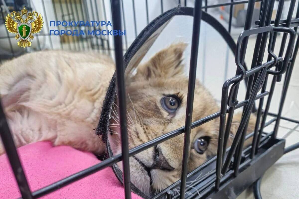 Прокуратура контролирует дело об изъятой у блогера-миллионника искалеченной львице