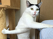 Сочный кусь