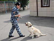 Кинолог рассказал, каким собакам нужно дистанционное управление
