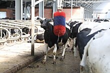 «Умная» ферма в Вологодской области основана на коровьем благополучии