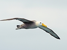 Пролетевший 4800 км альбатрос удивил ученых