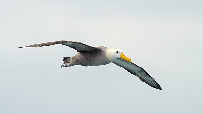 Пролетевший 4800 км альбатрос удивил ученых