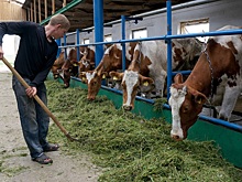 В России начались торги животными через электронный сервис "Скотный Двор"