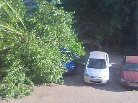 «Паркуюсь где хочу»: в челябинском дворе на автомобиль рухнуло дерево