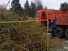 Жители Северного Бутова сдали 489 сосен, елей и пихт на пункты сбора акции «Ёлочный круговорот-2021»