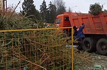 Жители Северного Бутова сдали 489 сосен, елей и пихт на пункты сбора акции «Ёлочный круговорот-2021»