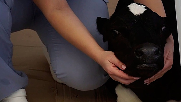 В России появилась генетическая копия коровы-донора