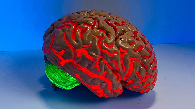 Нейрофизиологи ответили, почему популярные теории сознания — ошибочны