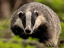 Врач объяснила, чем опасен барсучий жир