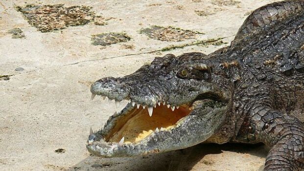 На улице в Якутске обнаружили крокодила