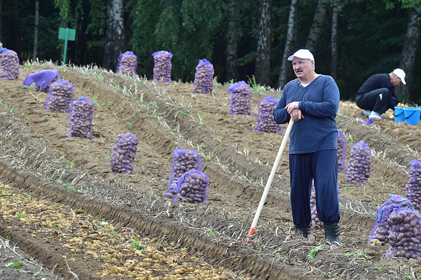 Лукашенко посадил на участке картофель трех сортов. Кроме того, он собрал на участке и урожай арбузов — он составил 42 тонны