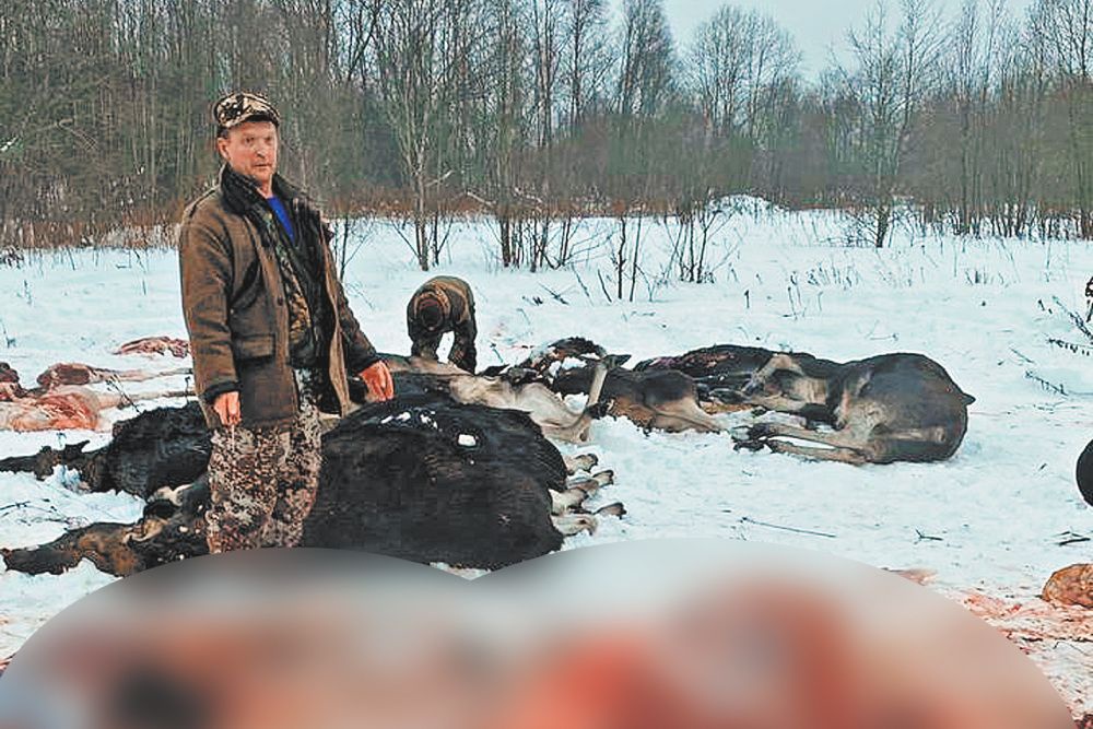 Массовое убийство лосей под Ярославлем: вопросов по-прежнему больше, чем ответов
