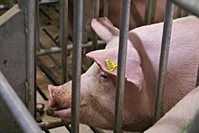 На Кубани открыли свиноводческий селекционный центр на 40 тысяч голов