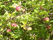 Специалист раскрыла пензенцам причины богатого урожая яблок