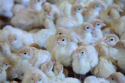 Производство мяса индейки в Ростовской области выросло на 7%