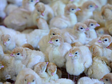 Производство мяса индейки в Ростовской области выросло на 7%