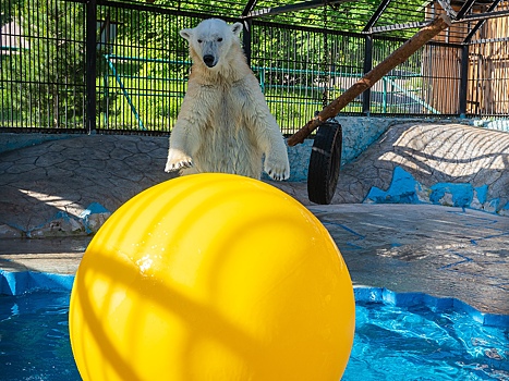 Наблюдать за белыми медведями в красноярском зоопарке можно будет в режиме онлайн