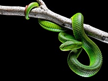 Доктора спасли женщину от яда редкой вьетнамской змеи