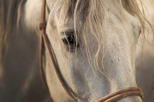 В Свердловской области похитили коня редкой масти по кличке Персей