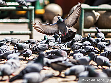 В Кракове решили снизить численность голубей кормом с контрацептивами