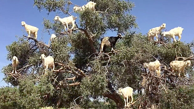 Смешные козы пасутся на дереве: самое прикольное видео