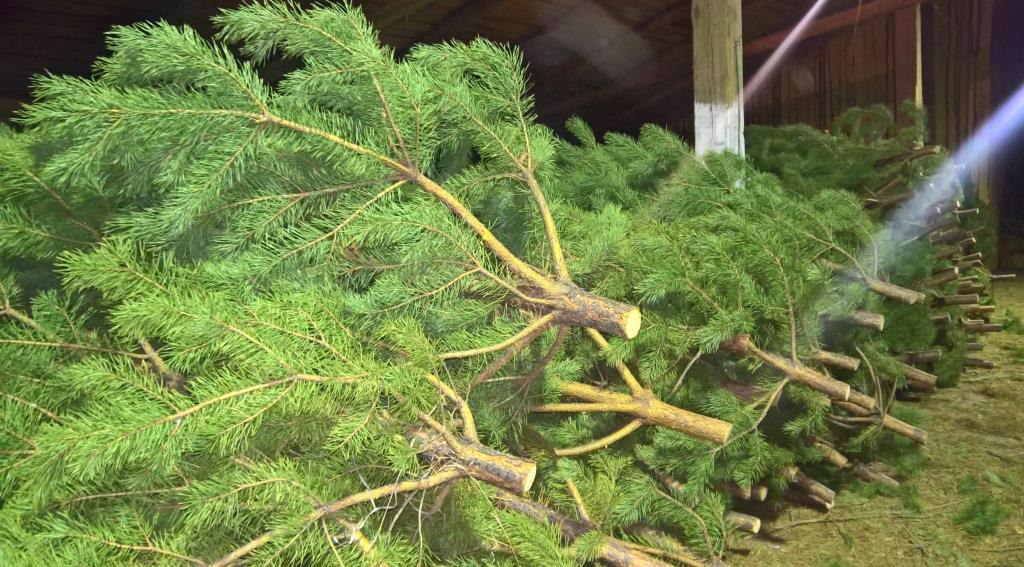 Курское экотакси совершит три рейса в январе для сбора вторсырья и новогодних ёлок