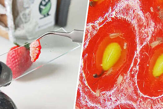 The Indian Express: соцсети напугала клубника, снятая под микроскопом