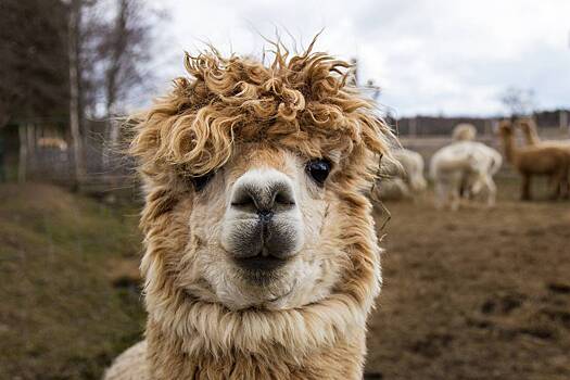 Альпака: что это за животное, где живет и чем питается