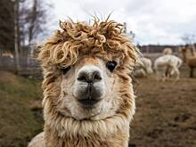 Альпака: что это за животное, где живет и чем питается