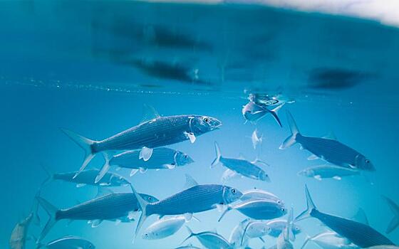 Себестоимость рыбы увеличится на 26% из-за новой пошлины