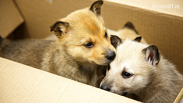 В ноябрьский приют для животных стали чаще подбрасывать собак и кошек