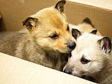 В ноябрьский приют для животных стали чаще подбрасывать собак и кошек