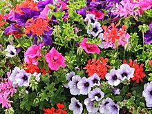 В Сызрани цветы стали оружием войны